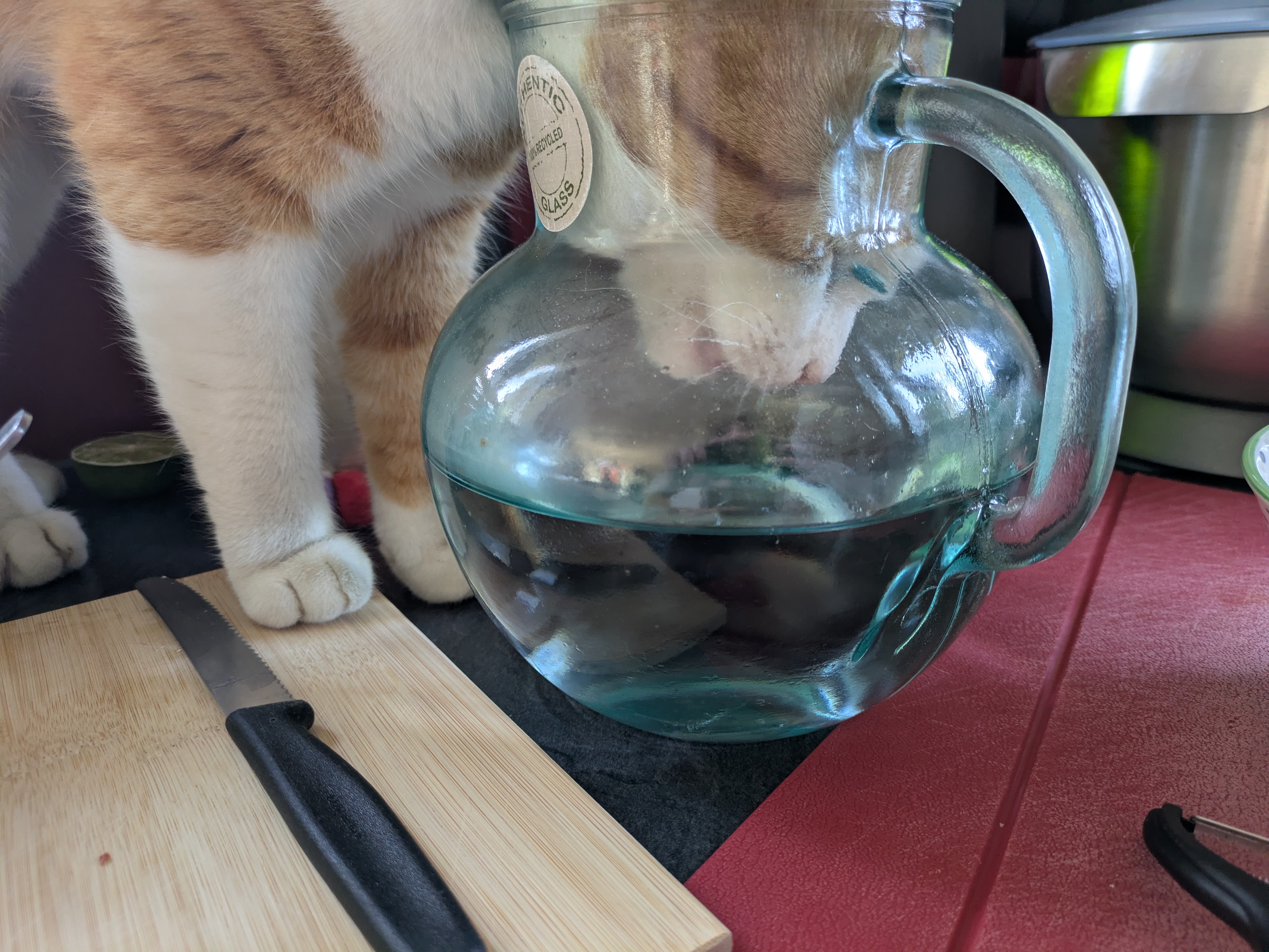 Odin (cat) putting his head all the way inside the water jug