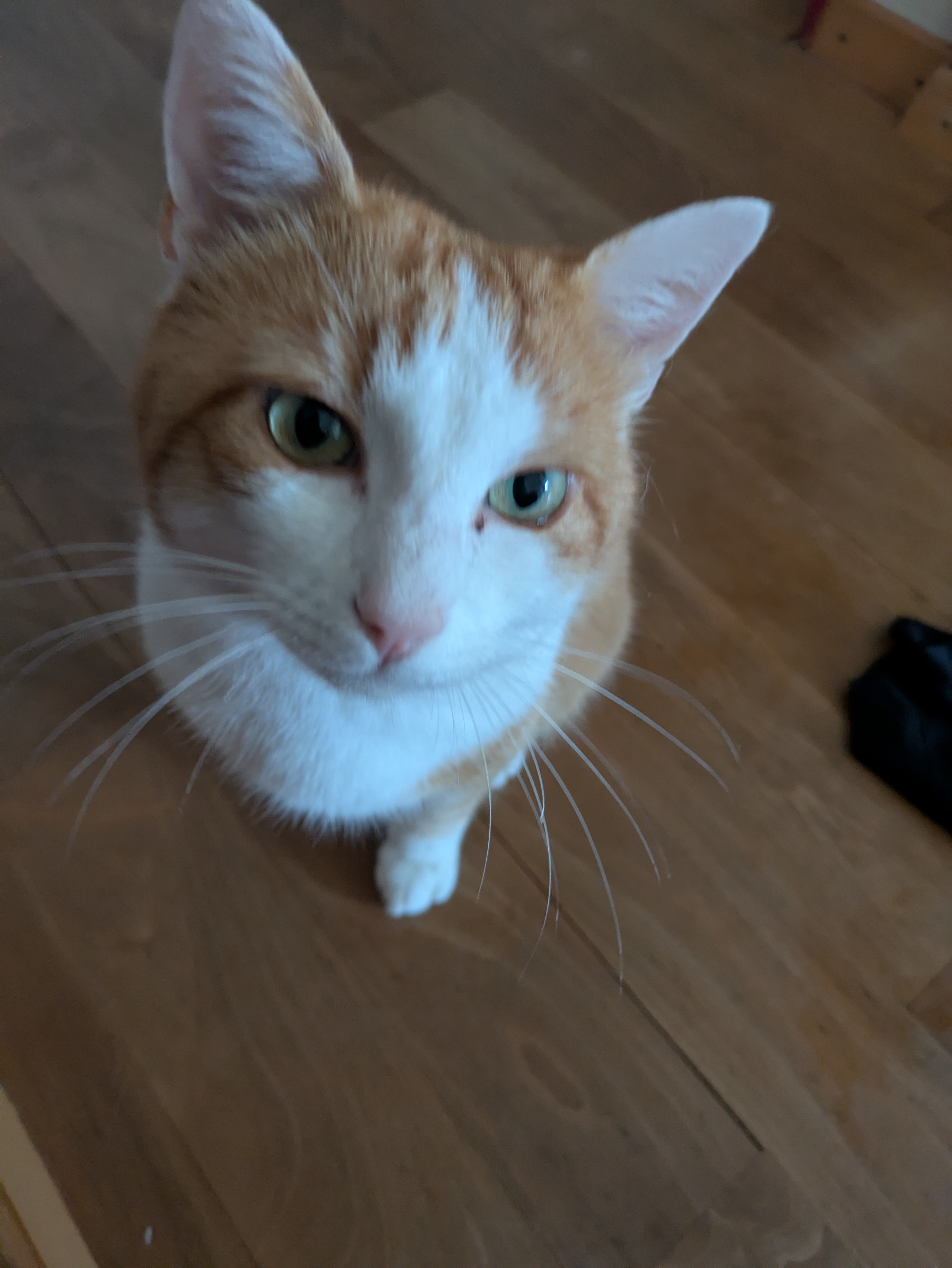 Odin (cat) looking cute at the camera